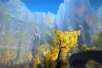 Age of Wulin Landschaft